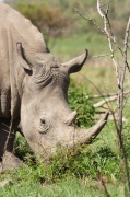 white_rhinoceros (3)